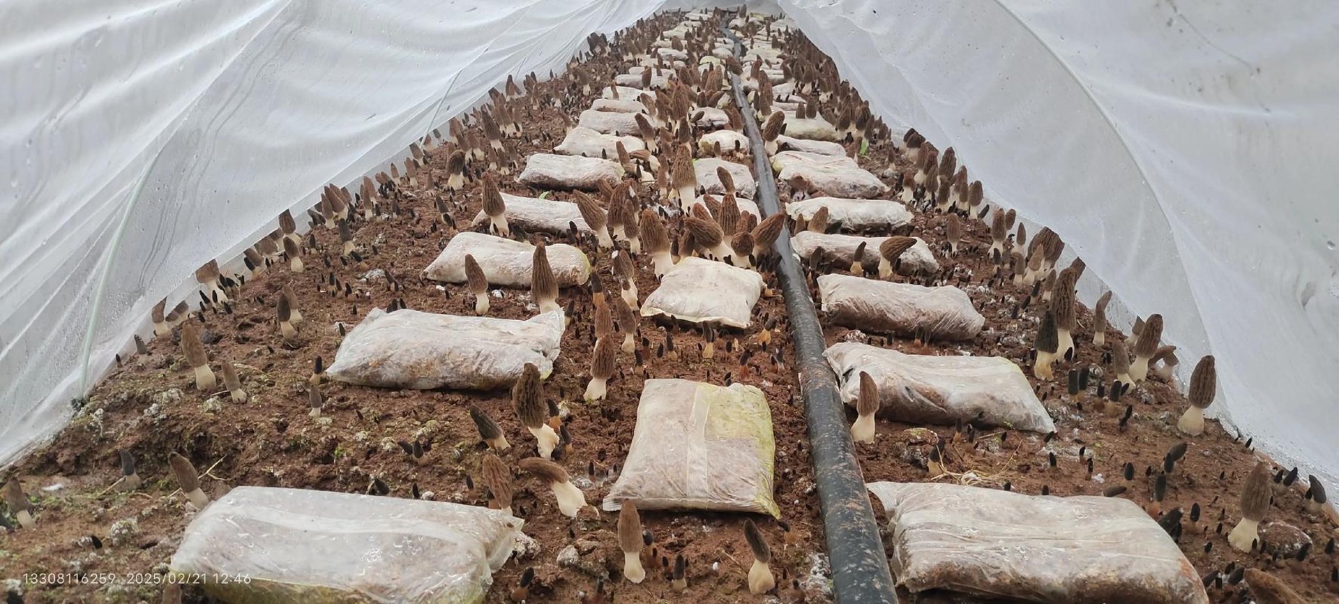 菌小屋菌业