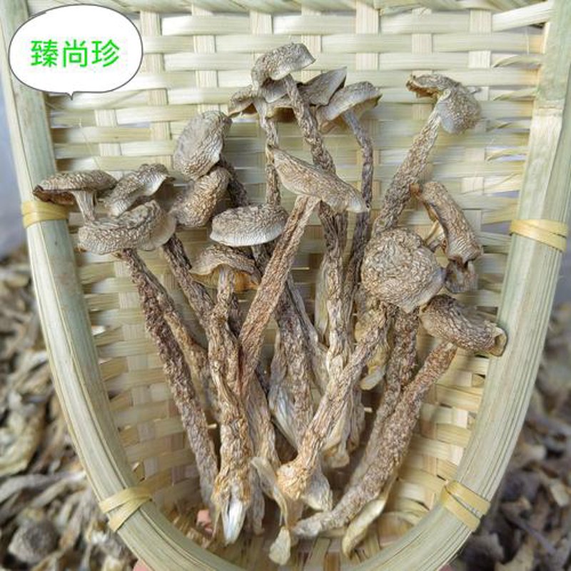 羊肚菌