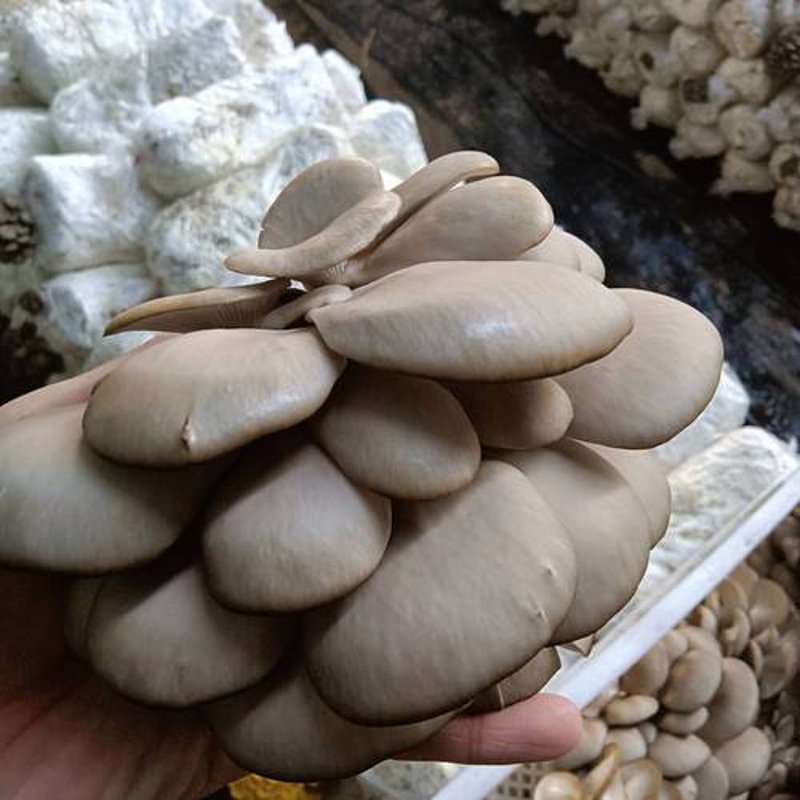 食用菌市场动态:批发趋势不容错过