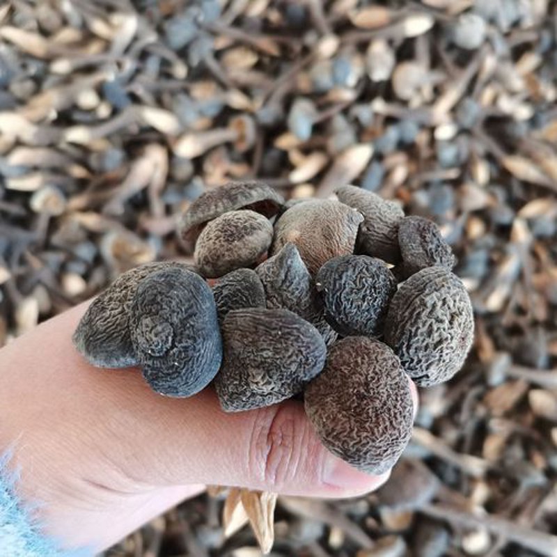 香菇批发