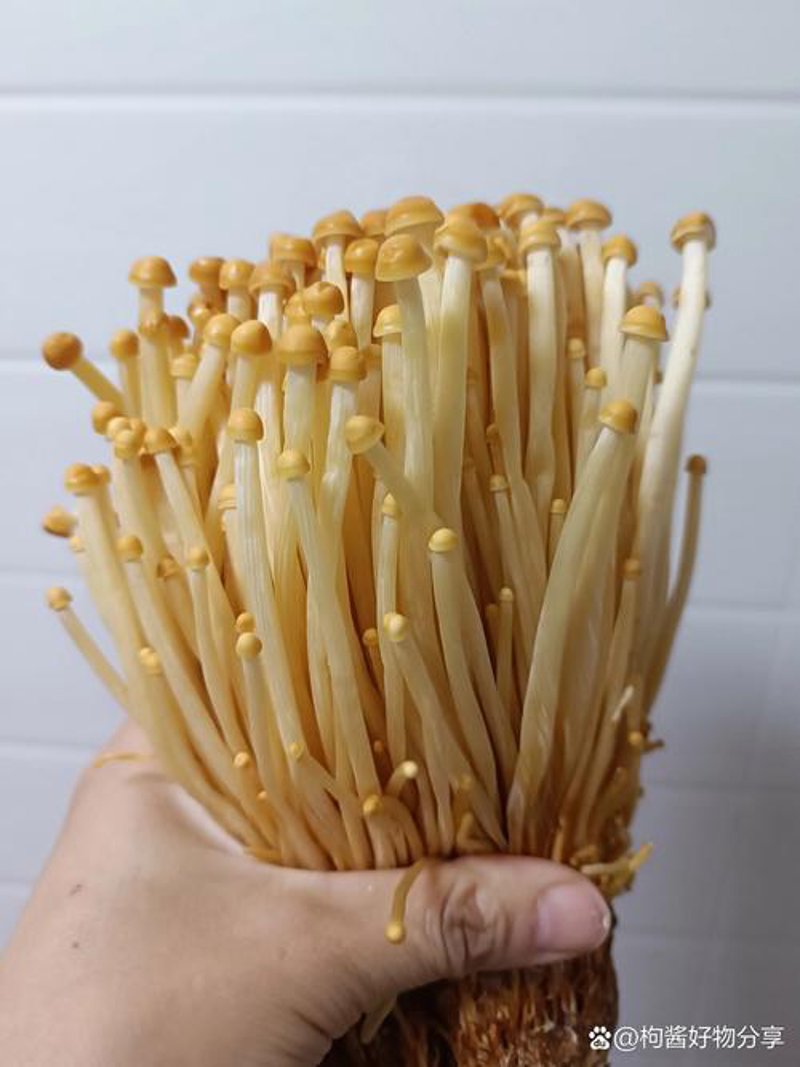 食用菌批发